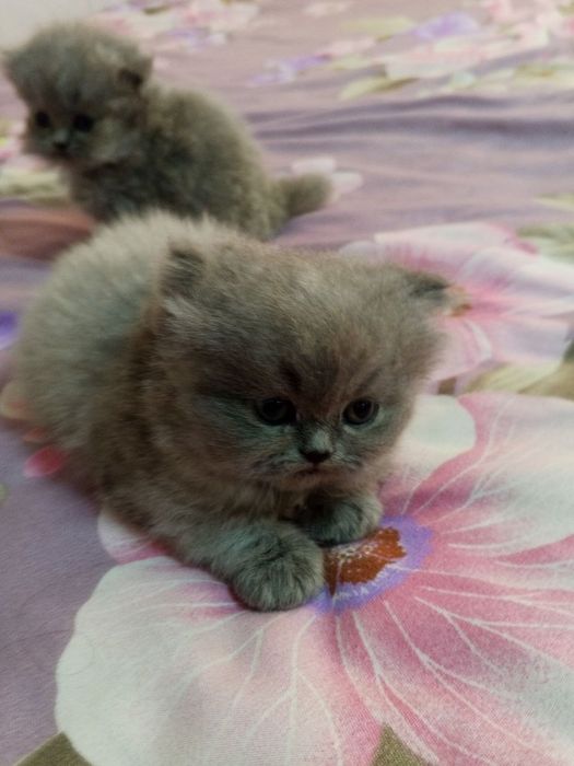 шотландские котята