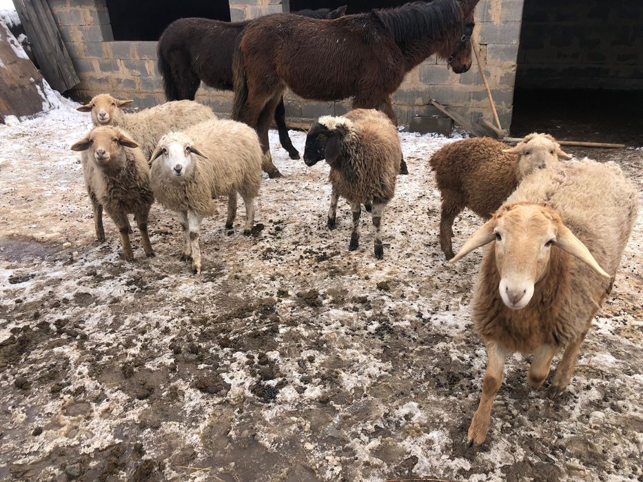 Жабағылар сатылады