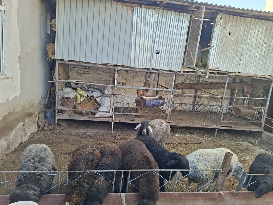 Кучкор барала сотилади  бокилган