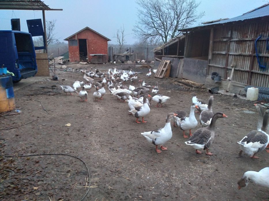 Vand gaste rasa comuna