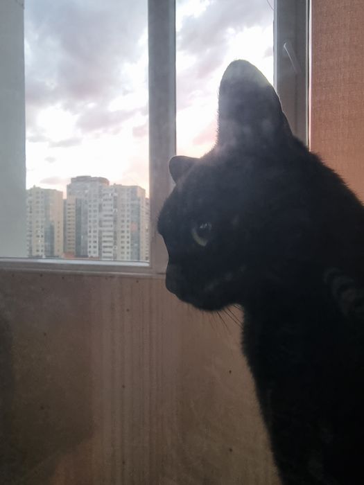 Ищем дом для кота