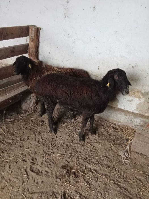 саулық сатылады                                     .