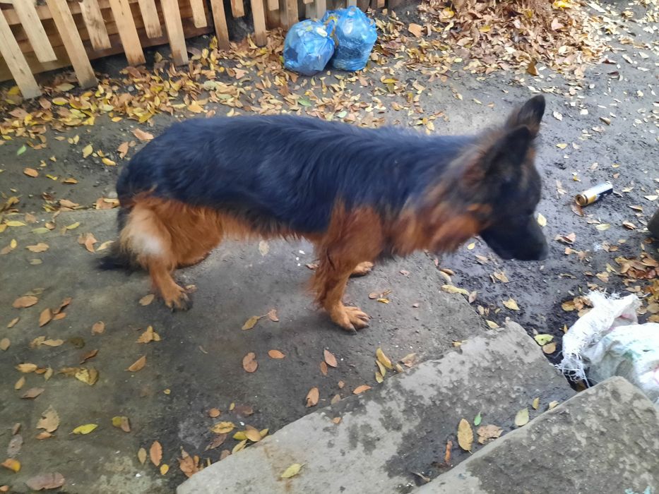 Кобель немецкой овчарки