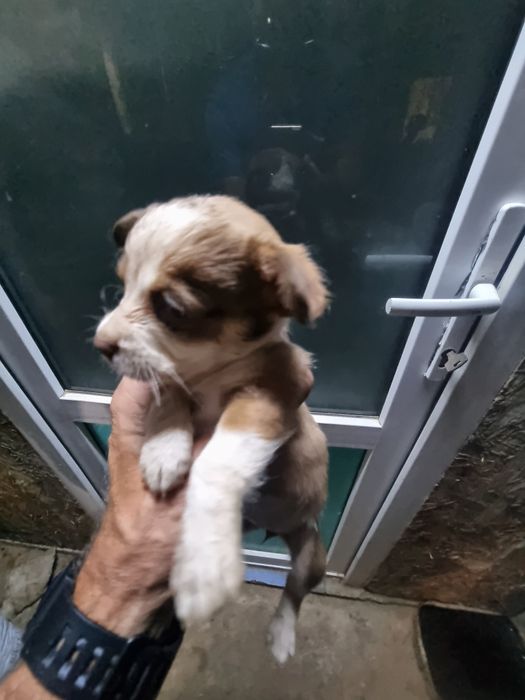 Pui Bichon metis cu Soricar