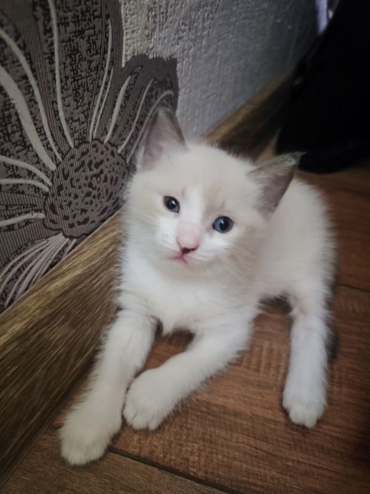 Отдам котят в добрые руки