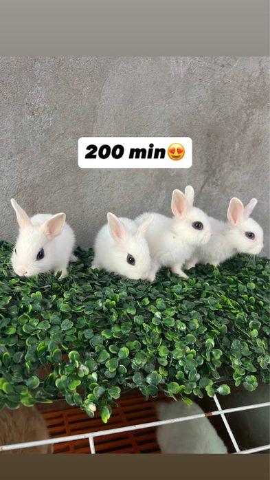 Trenddagi quyonla bor Karliki, mini lops, niderlandskiy uyda boqiladi
