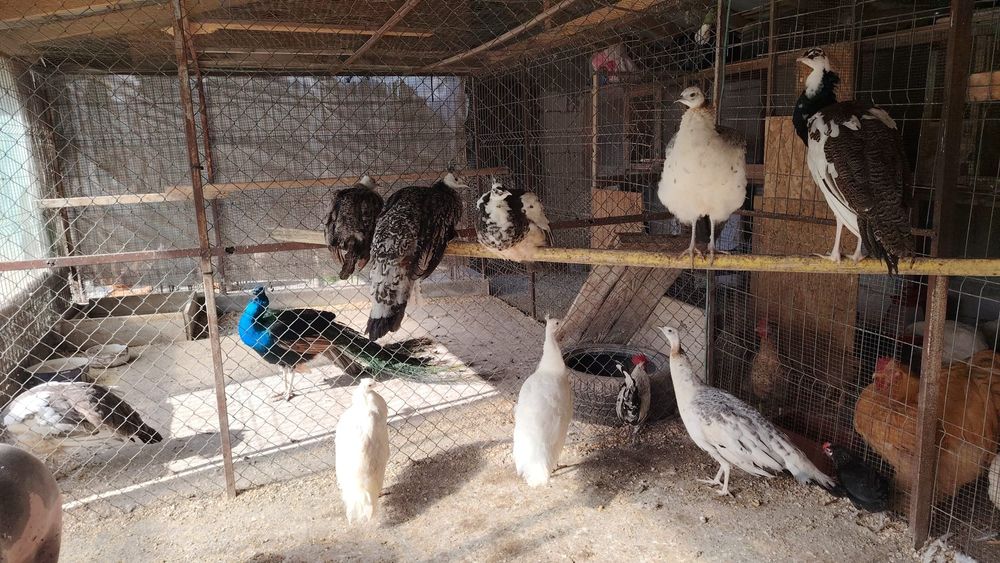Găini cochinchina uriaș și pauni
