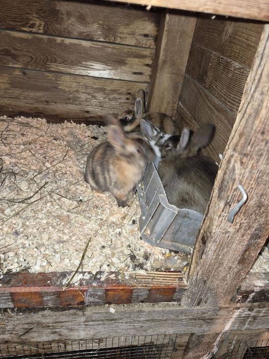 Vand iepuri rex  mascluli si femele