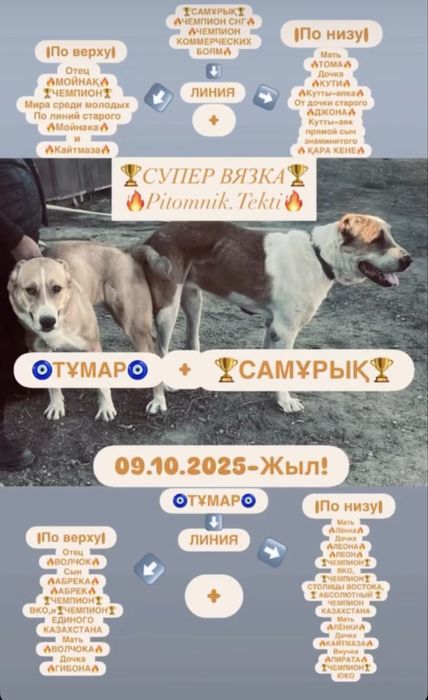 Чемпион СНГ Самұрықтың күшіктері.