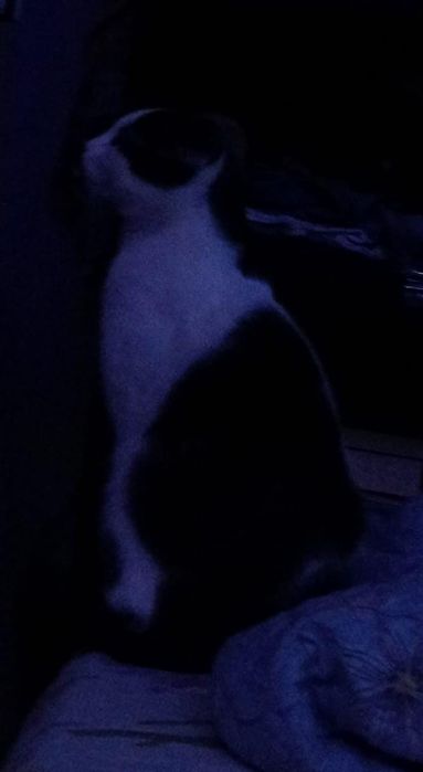 Шотландский вислоухий кот