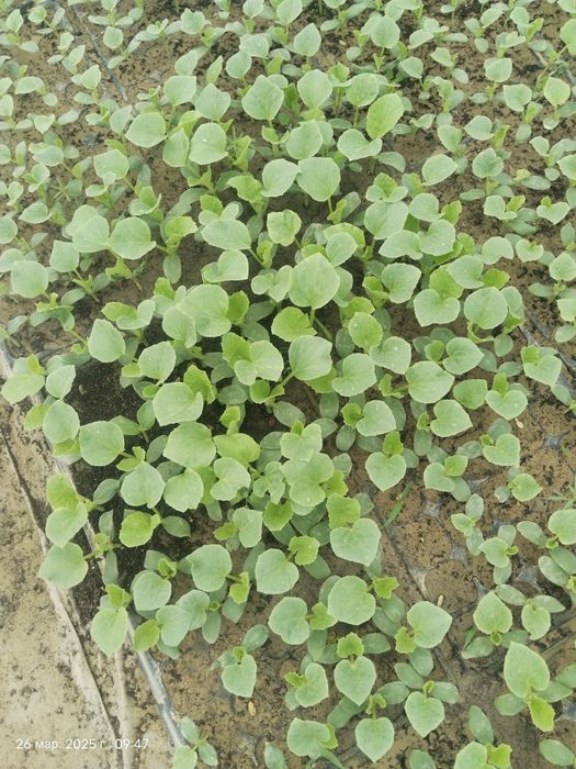 Бакинка көшет 1 гектар