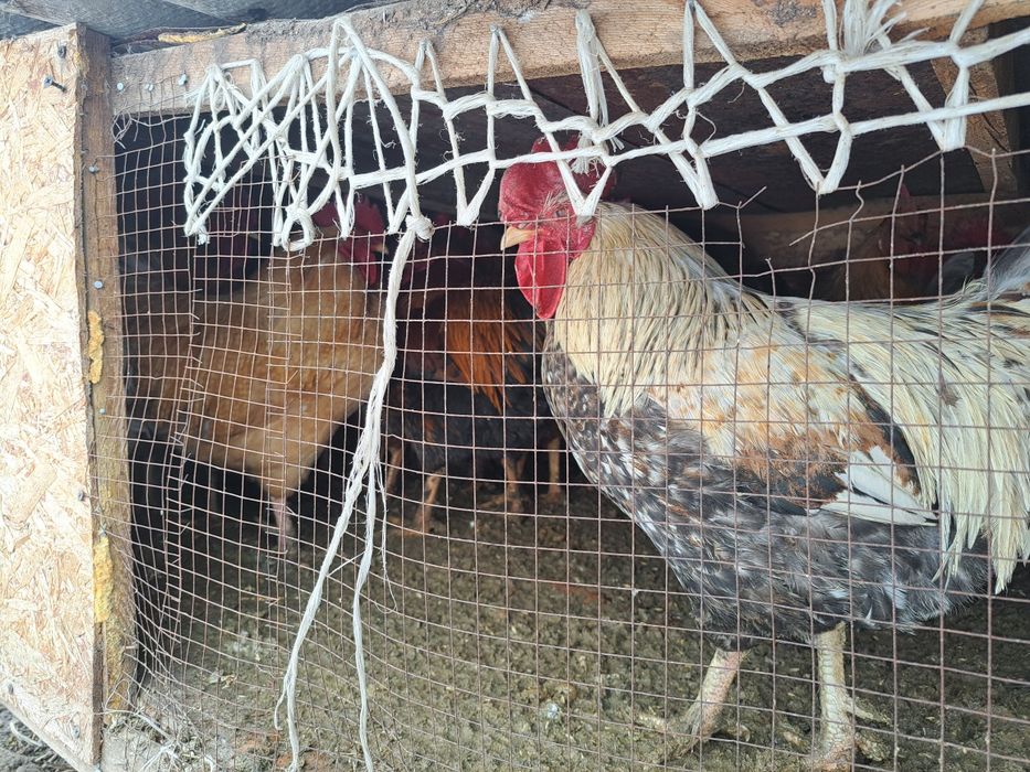 Продам.                       ТОЛЬКО.                          ПЕТУХОВ