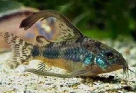 Аквариумные рыбки в Аква-Зоо Салоне "Посейдон" !!!