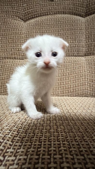 Вислоухие котята