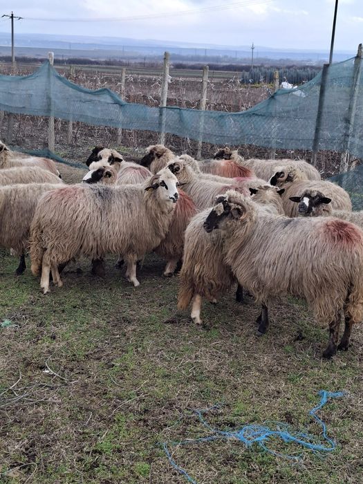 De vanzare 15 oi 7 fatate
Oi tinere de tal