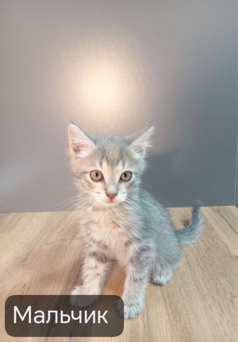 Кошечку в добрые руки