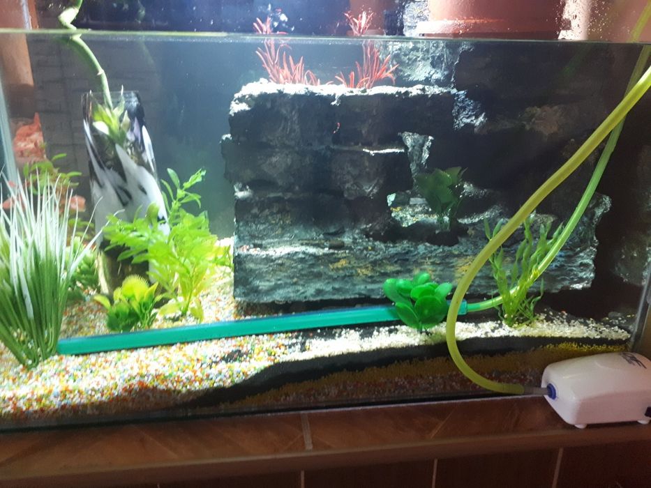 Acvariu cu pești