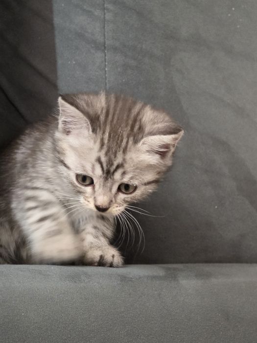Котенок скоттиш страйт