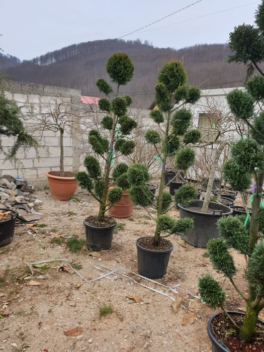 Pon pon, spirala, tuia, brazi, copaci ornamentali