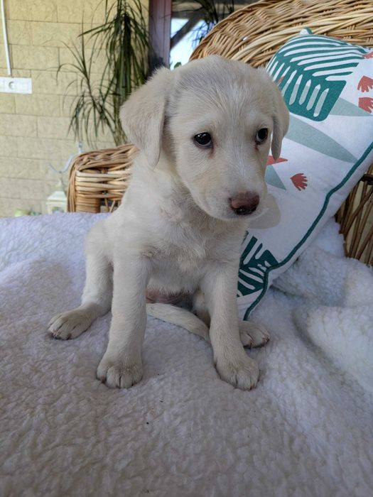 Dam spre adopție 6 cățeluși de talie medie-mare