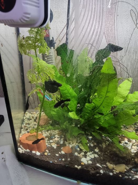 Продам рыбок молинезий