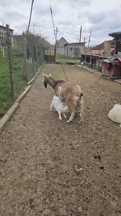 Vând oi și capre Șoimuș.