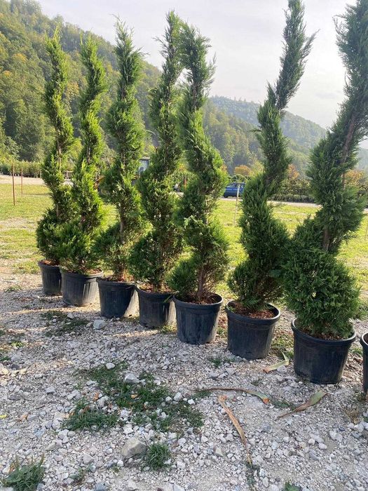 Pon Pon - Tuia Spiral - Leylandii - Plante pentru Gradina
