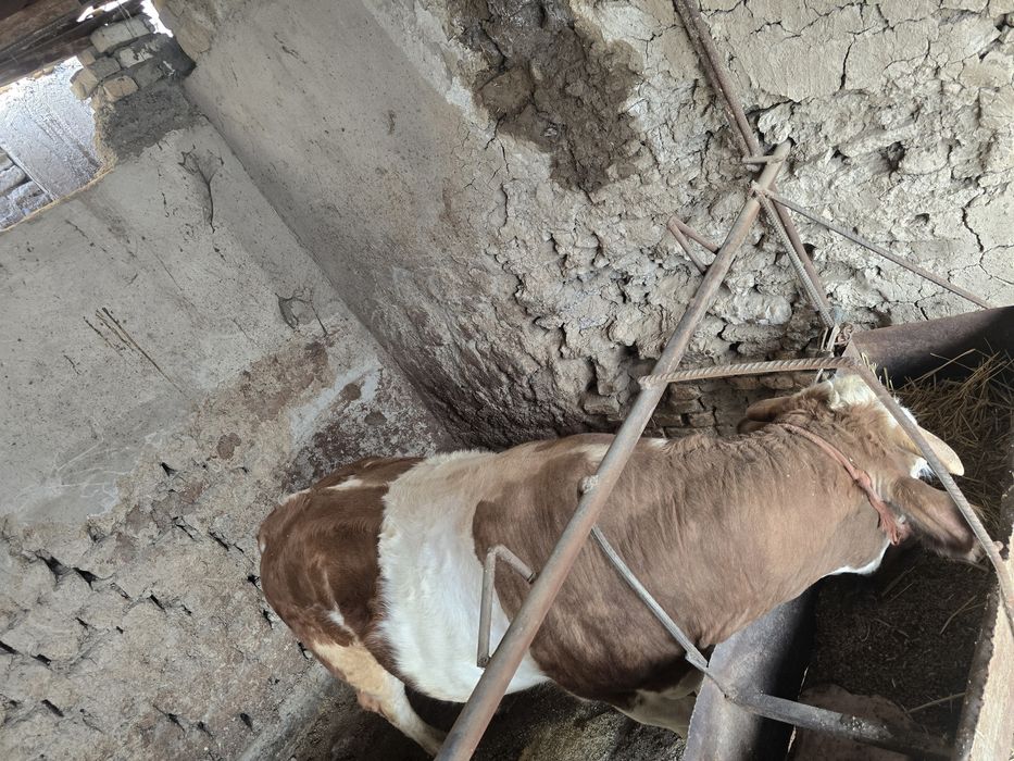 Mol mesni boqiladigon