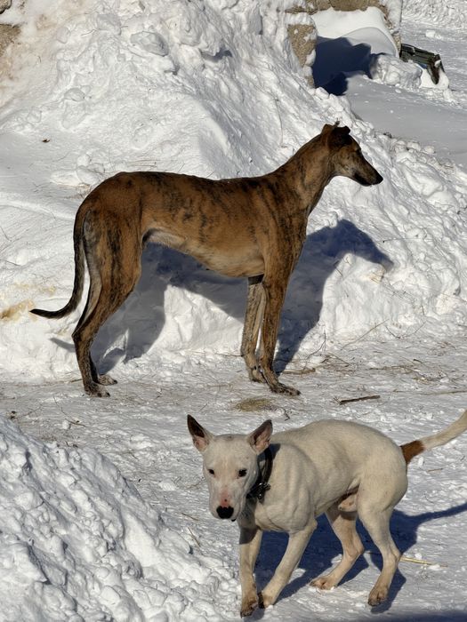 Продам собаку грейхаунд
