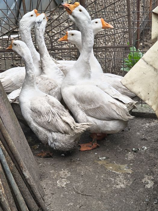 Gâscan din puii de anul trecut