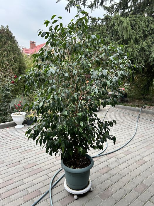 Продам фикус Бенджамина