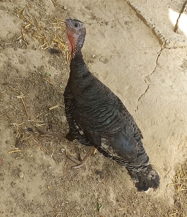 1yoshli induk sotiladi