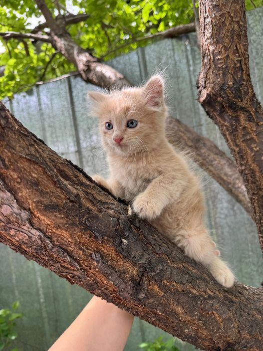 Отдам котят в хорошие