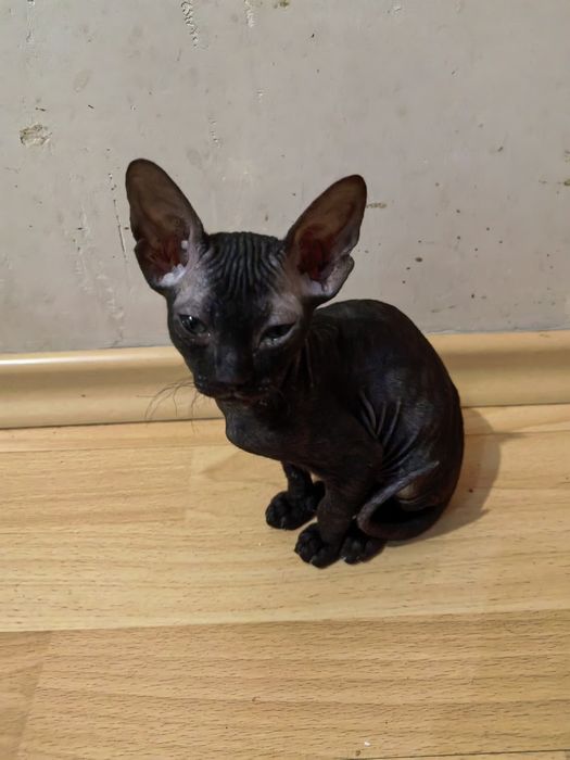 Продам котят сфинкса