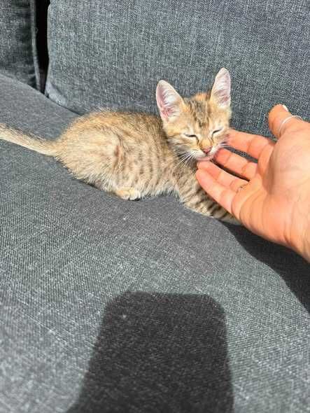 Малко коте търси своят дом