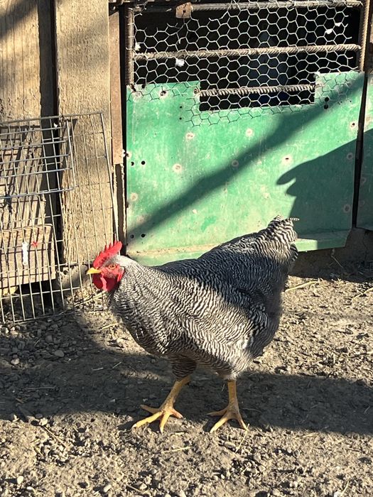 Doi cocoșii Plymouth Rock Barat