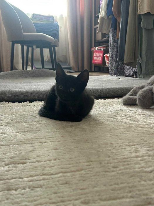 Котенок кот кошка