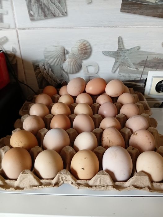 Куры австерлоп  1 год