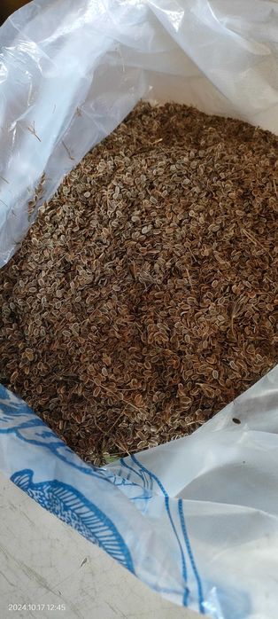 Семена дачного укропа