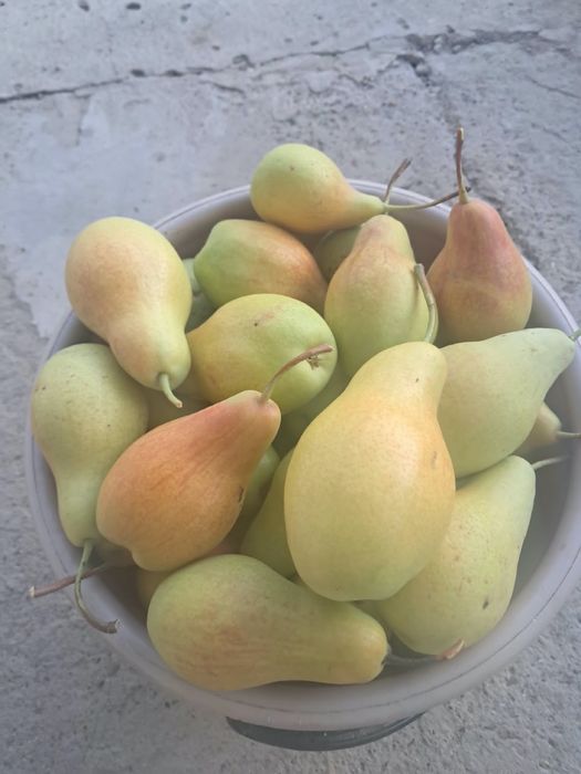 продам Грушы и яблоки