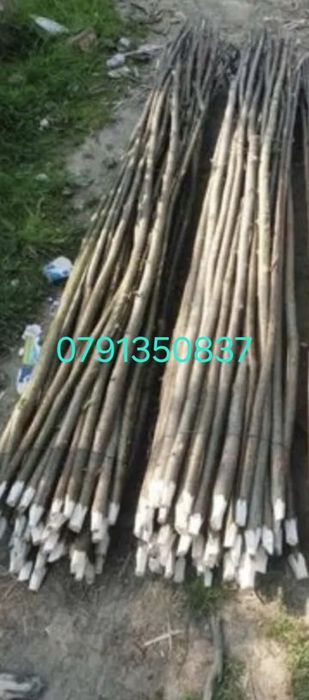 Pari de fasole și de roșii