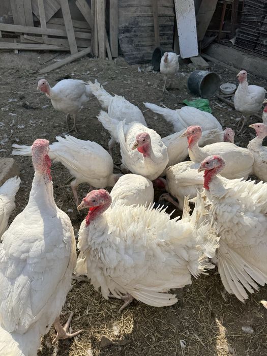 индюки курка индейка биг 6