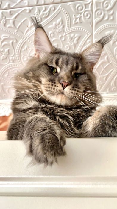 Котята Мейнкуны! Девочки