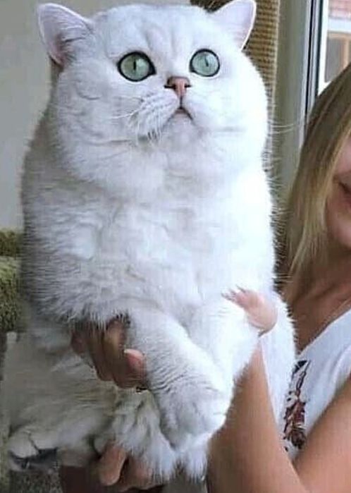 Алматы Шиншиллы Серебро