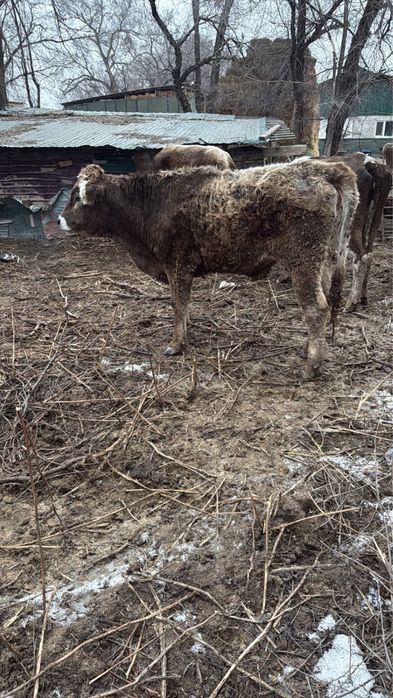 Телка, КРС, коровы