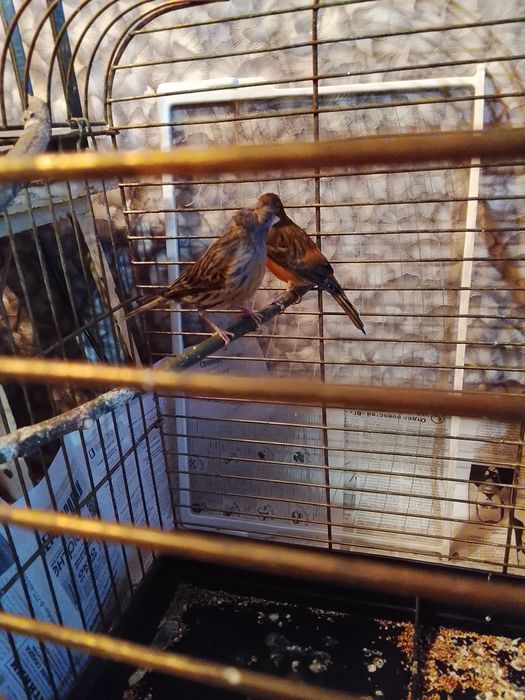 Продаю канарейк самок