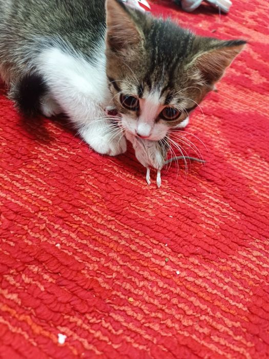 Отдам Котята в добрые руки
