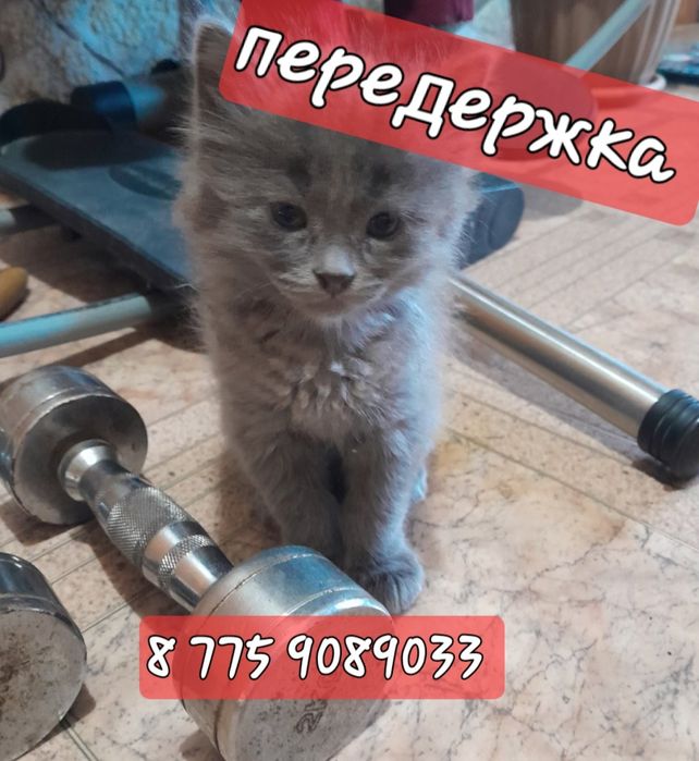 Передержка кошек