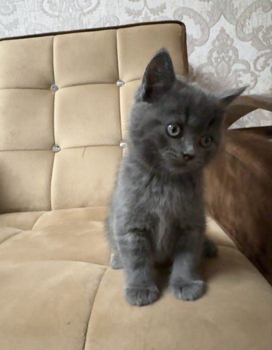 Скоттиш фолд девочка