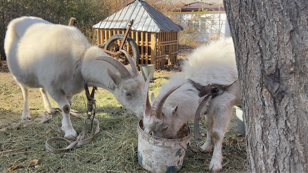 Сауатын Ешкі  сегіз айлық лағымен